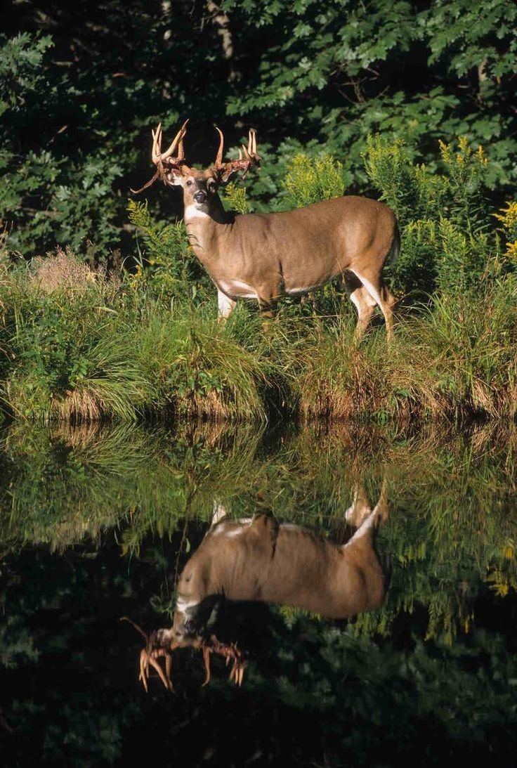 two deer standing next to each other in front of some water and trees with their reflection on the water