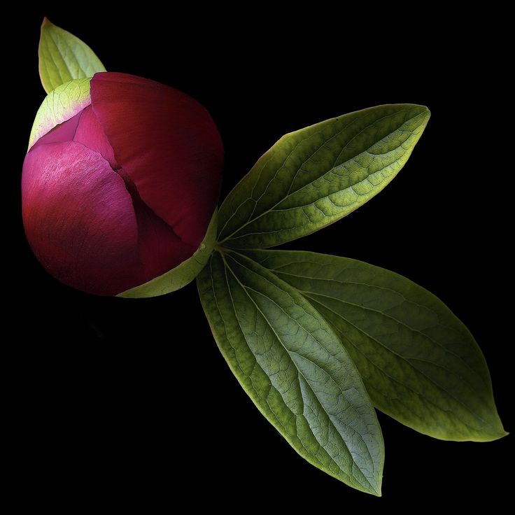 a red flower and green leaves on a black background