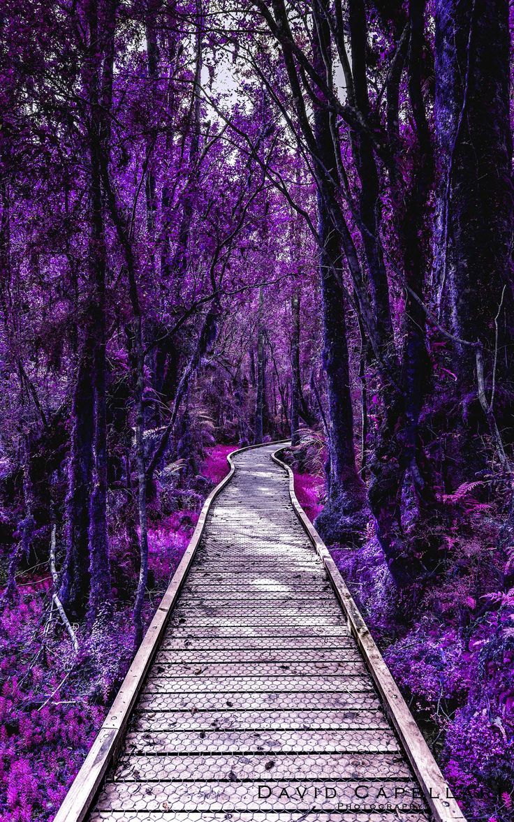 an old train track in the middle of purple forest