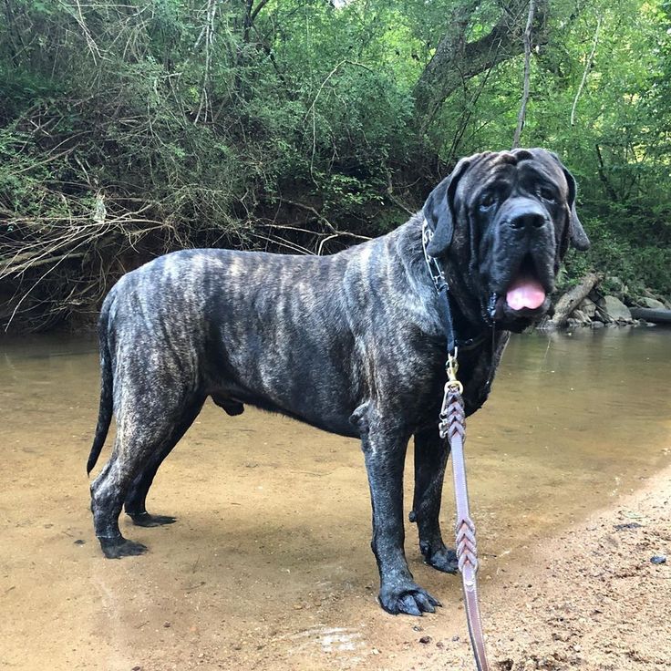 a large black dog standing in shallow water