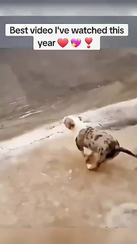 a dalmatian dog is running on the beach with his head in the water