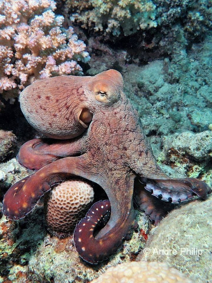 an octopus is laying on the ocean floor