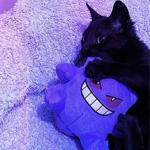 a black cat laying on top of a purple stuffed animal with an evil smile on it's face