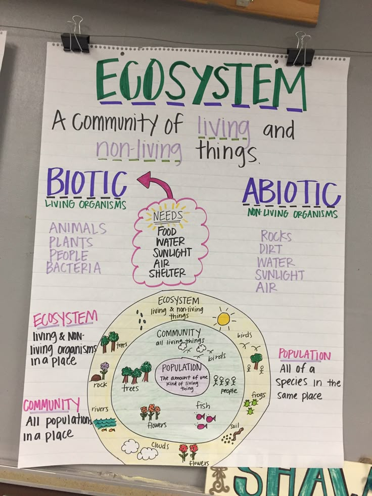 a white board with writing on it that says ecosytem and an arrow pointing to the center