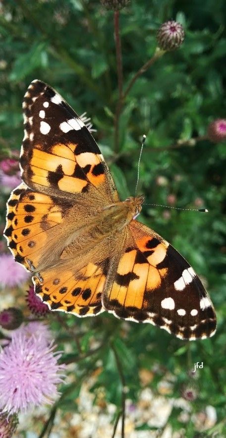 a butterfly sitting on top of a purple flower