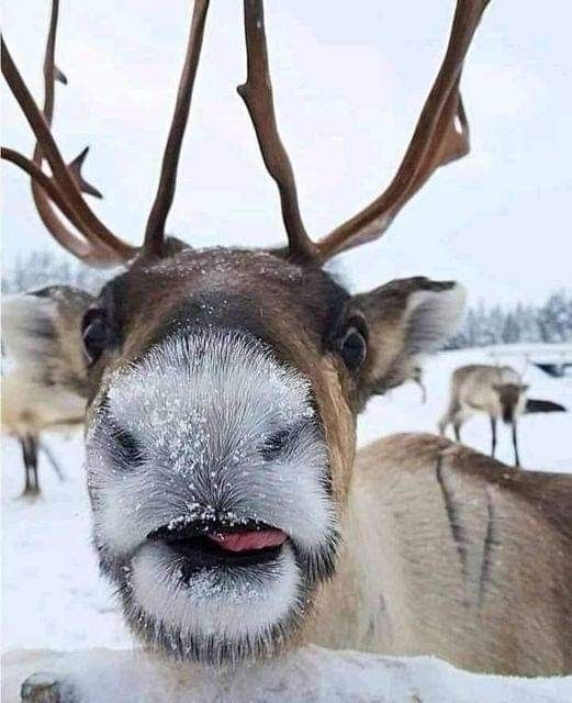 a close up of a reindeer's face in the snow