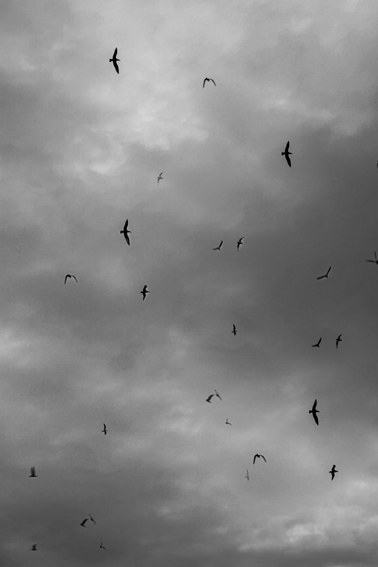 a flock of birds flying through a cloudy sky