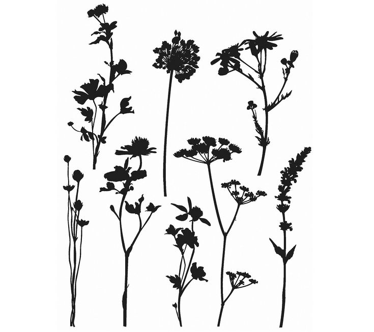 black and white silhouettes of wildflowers against a white background, with the stems in full bloom