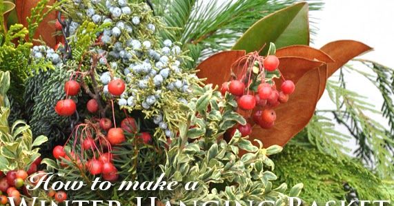 an arrangement of plants and berries with the words how to make a winter hanging basket