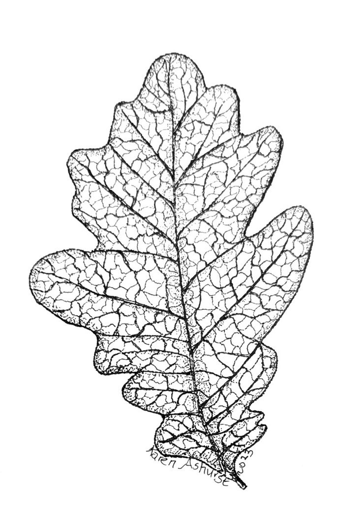 a black and white drawing of a leaf