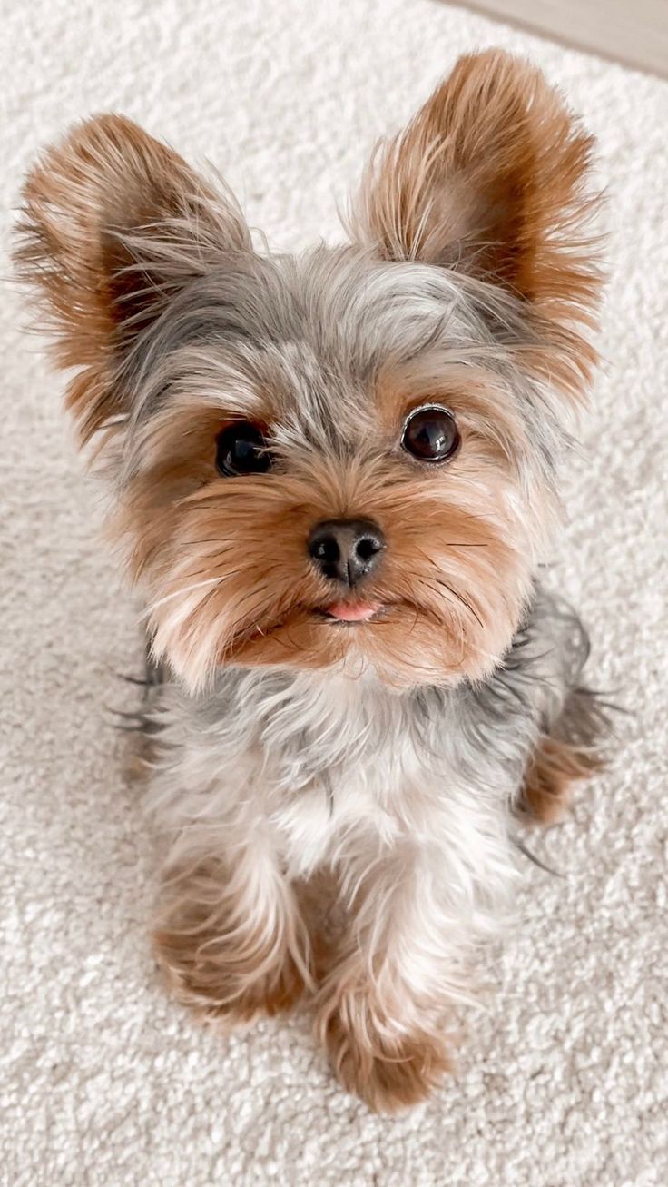 a small dog sitting on top of a white carpet