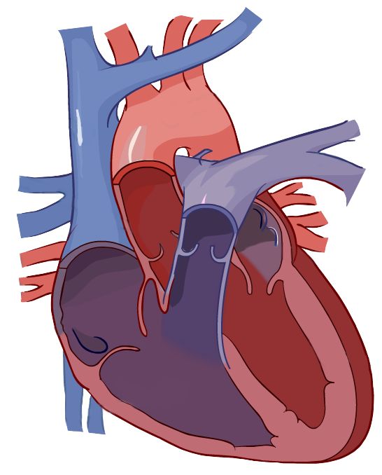 an image of the human heart with blood vessels running down it's sides and atriators