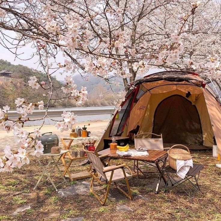 a tent set up in the middle of a field with cherry blossom trees around it