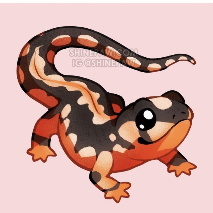 an orange and black gecko on a pink background