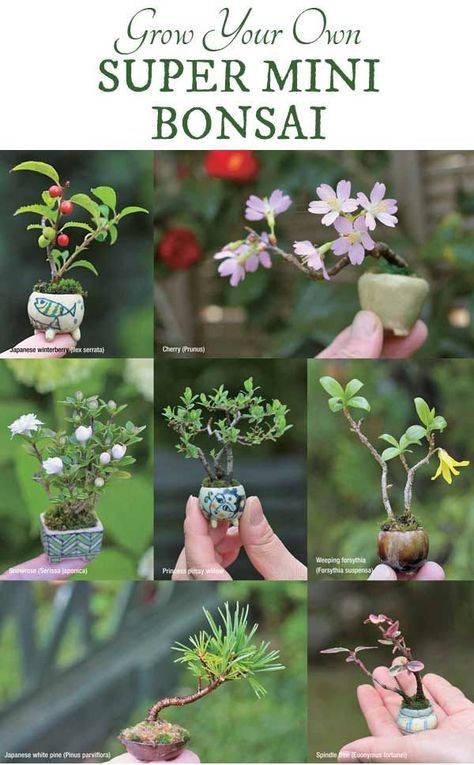 the instructions to grow your own super mini bonsai