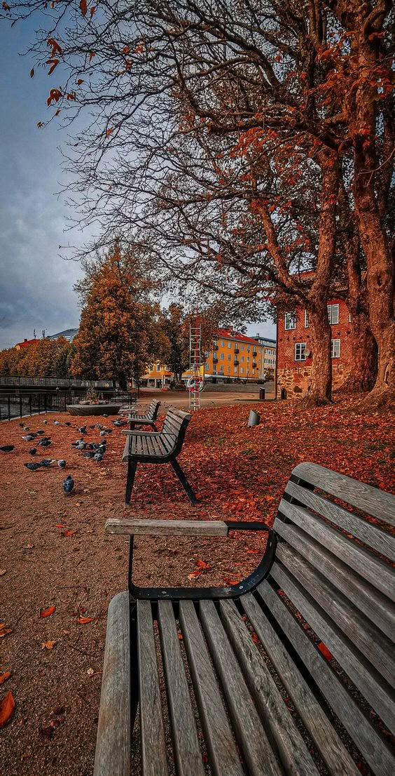 two park benches sitting next to each other in front of trees with leaves on the ground