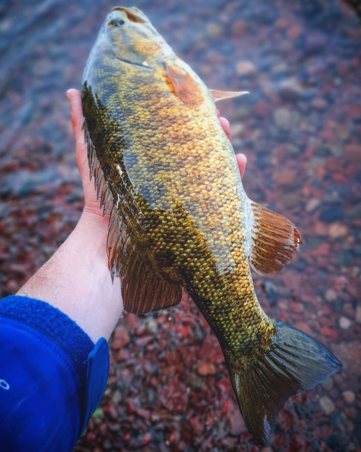 a person holding a large fish in their hand