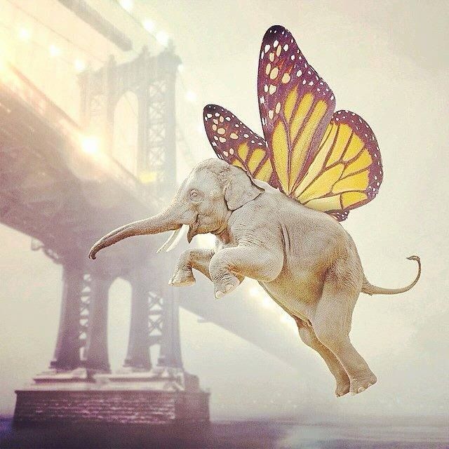 an elephant flying with a butterfly on its back