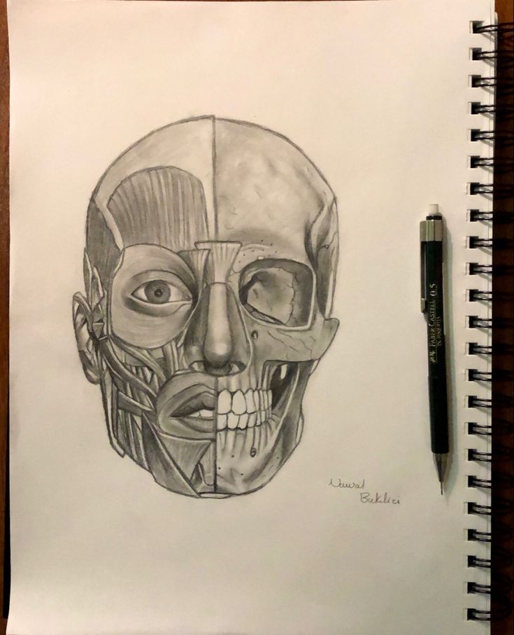 a pencil drawing of a human head with muscles visible