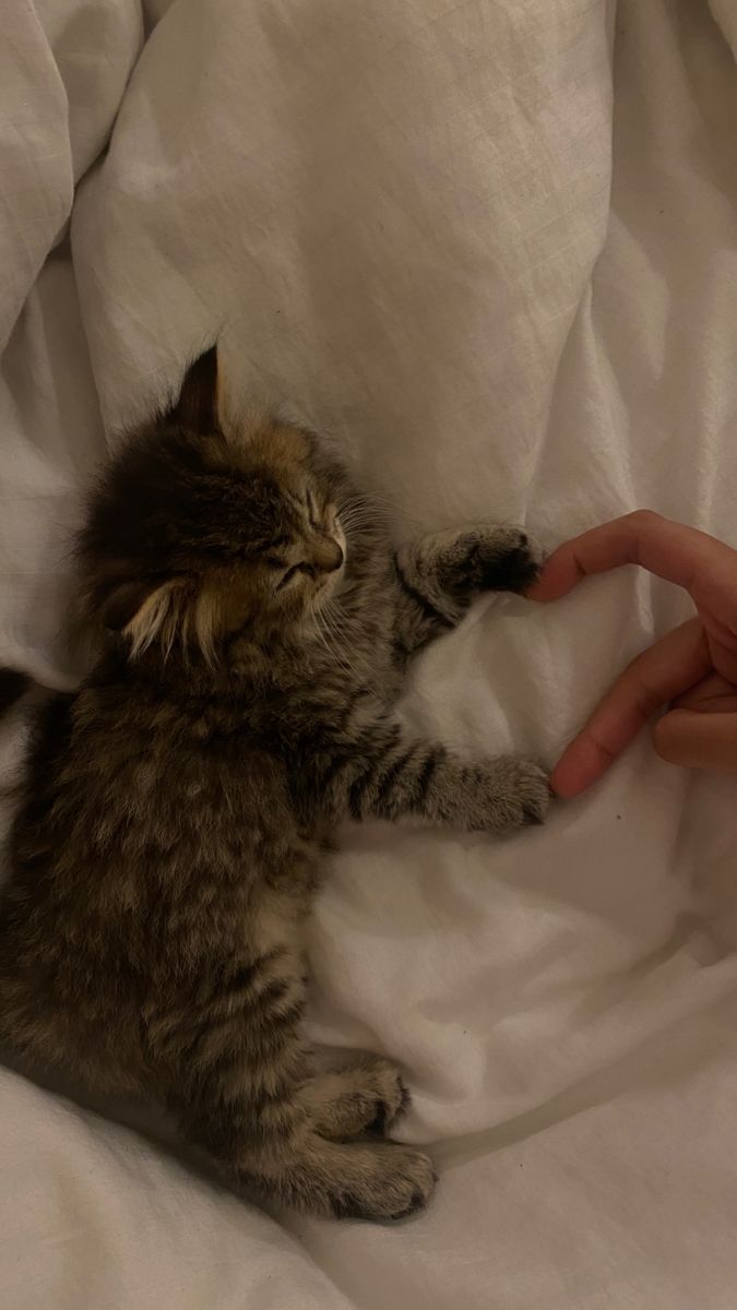 a cat laying on top of a white bed next to a person's hand