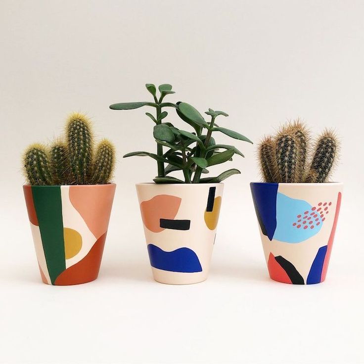 three potted plants in different shapes and sizes