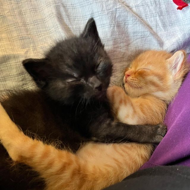 two kittens are cuddling together on a bed, one is black and the other is orange