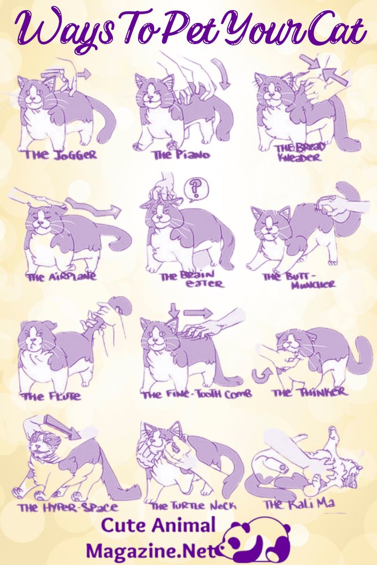 an image of cats that are in different stages of their life cycle, with the words ways to pet your cat on it