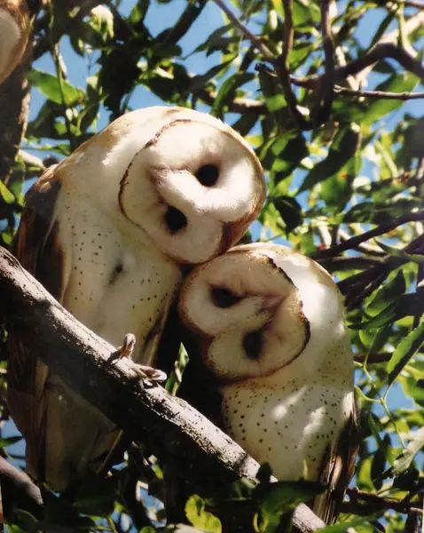 two white owls sitting in a tree with their heads touching each other's eyes