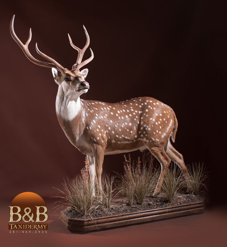 a statue of a deer with antlers on it's head is shown in front of a dark background