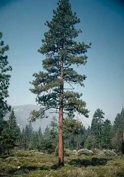 a tall pine tree sitting in the middle of a forest