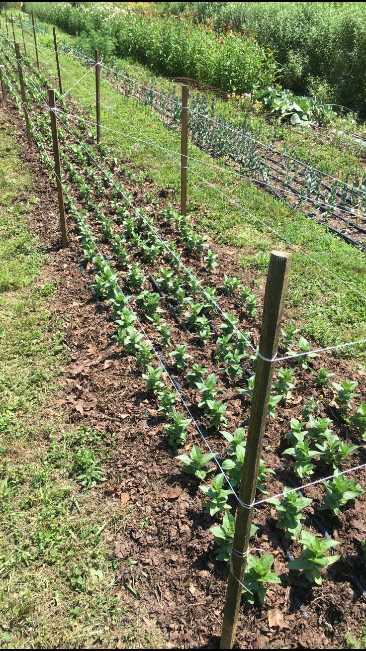 Zinnias Garden, Cut Flower Garden Layout, Flower Garden Layout, Tomato Stakes, House Gardening, Zinnia Garden, Cut Flower Farm, Dahlias Garden, Market Garden