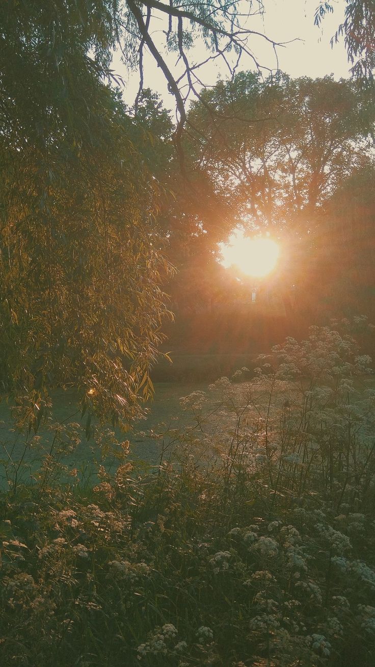 the sun is shining through some trees and flowers in a field with tall grass on either side