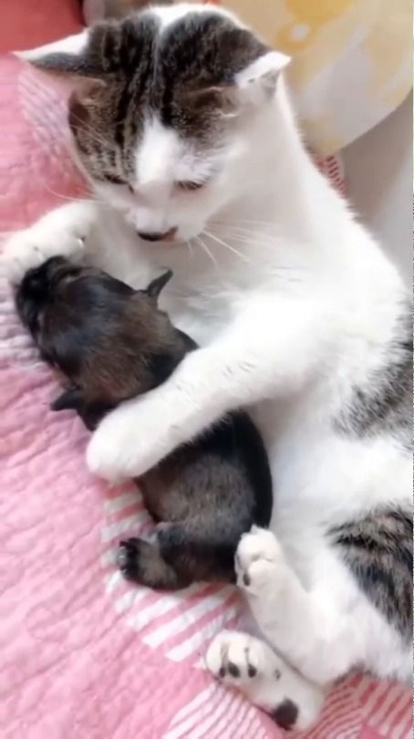 two kittens cuddle together on a pink blanket