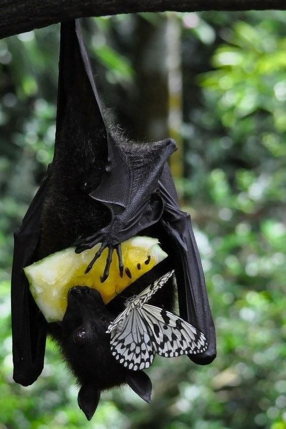 a bat hanging upside down on a tree branch