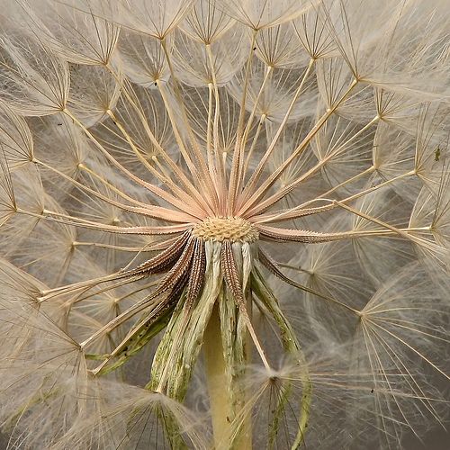 a dandelion with lots of seeds blowing in the wind