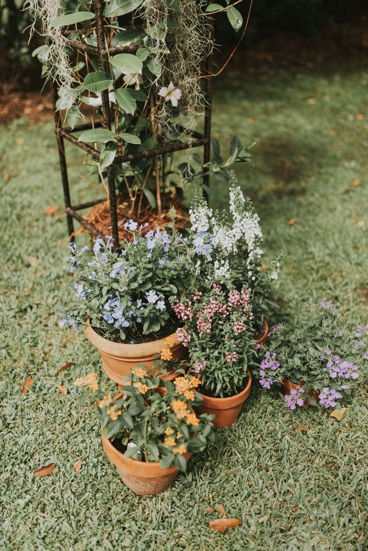 several potted plants are sitting in the grass