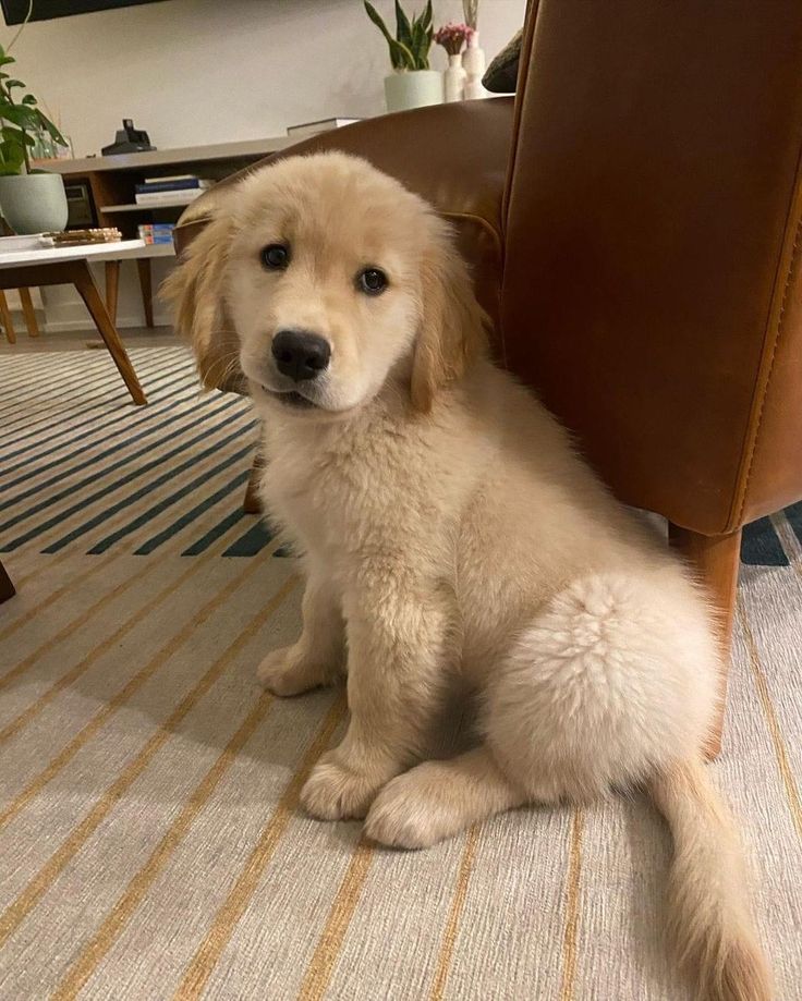 a dog sitting on the floor next to a brown leather chair in an office setting