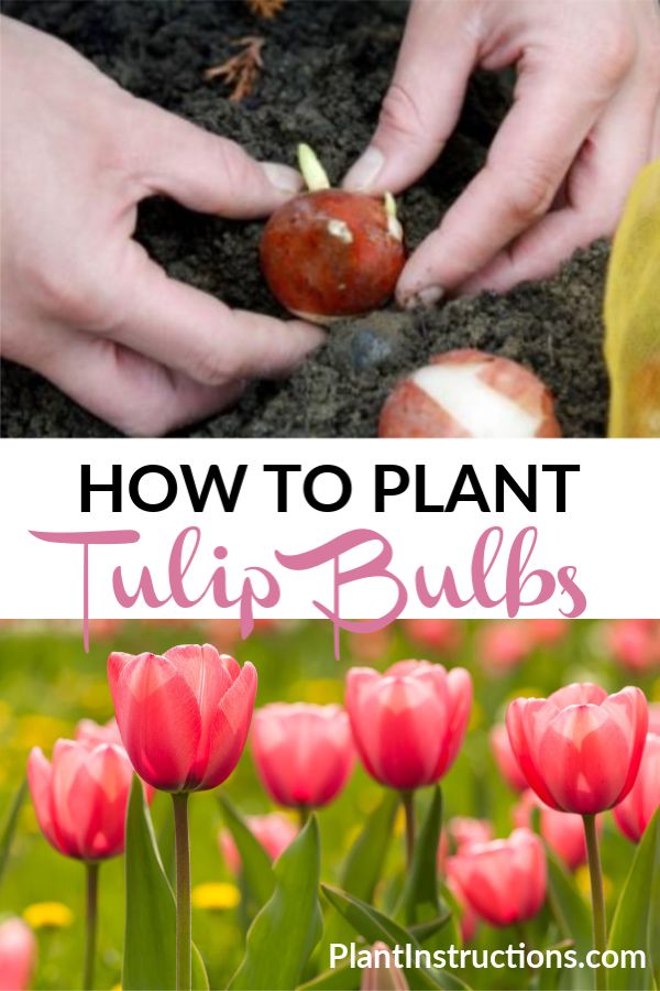 how to plant tulip bulbs in the garden