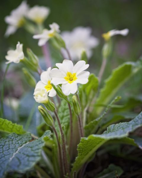 small white flowers with yellow centers in the middle of green leaves and grass on the ground