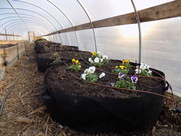 some plants growing out of the ground in a tunnel with water and grass behind them