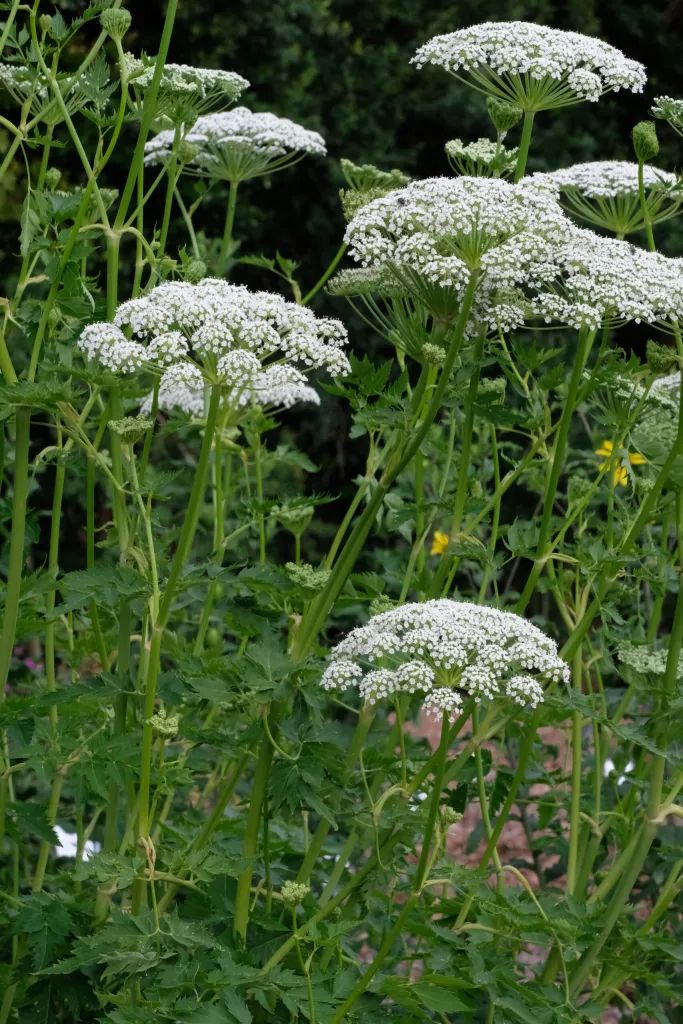 some white flowers are in the middle of tall grass and plants with green leaves around them