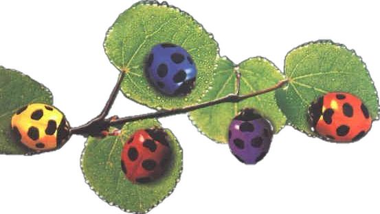 three ladybugs sitting on top of a green leafy branch with leaves around them