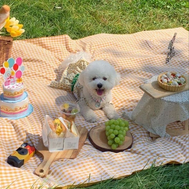 a small white dog sitting on top of a blanket next to a table filled with food