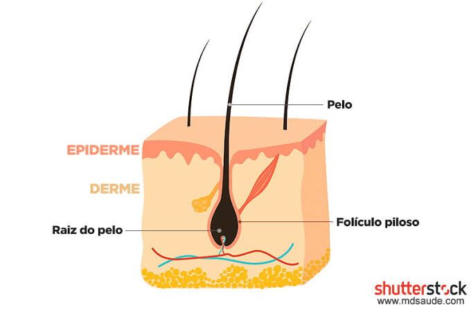 the structure of an epidderm and its structures in which it is located