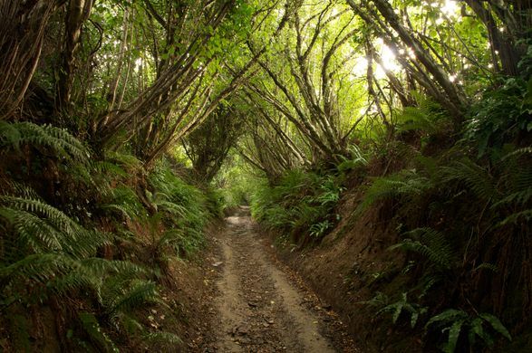 a dirt road surrounded by lush green trees and ferns on both sides, in the middle of a forest