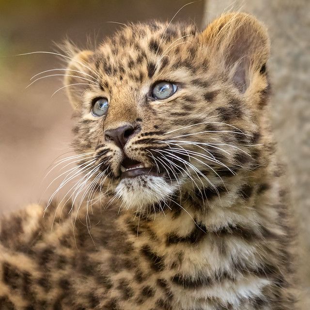 a close up of a small kitten with blue eyes