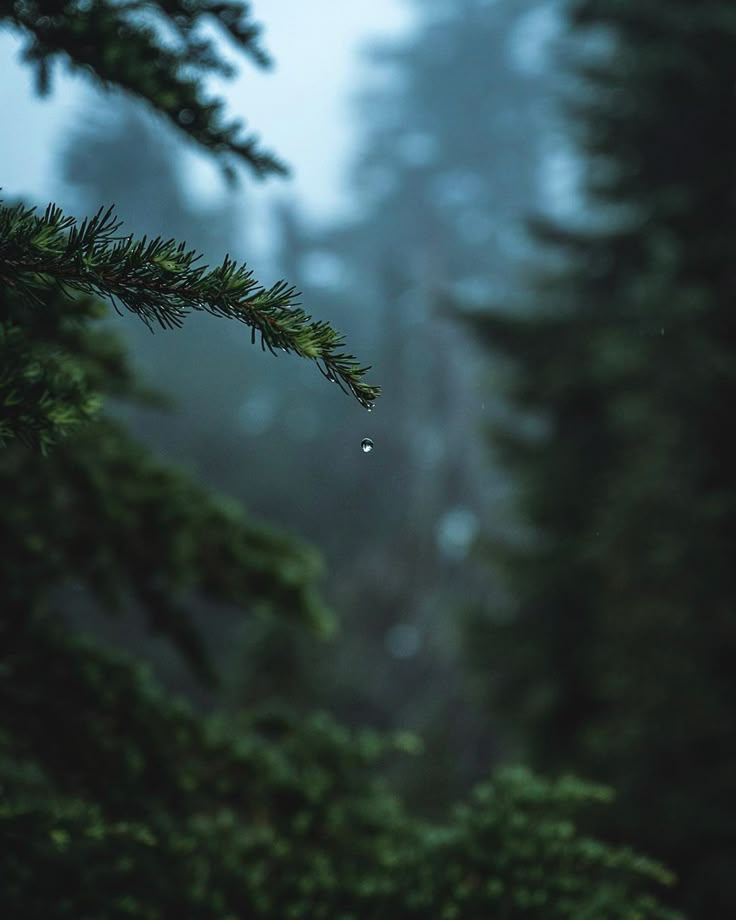 a pine tree branch in the foreground with fog and trees in the background