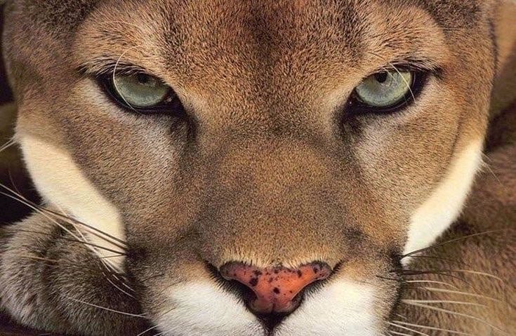 a close up of a mountain lion's face with blue eyes and green eyes