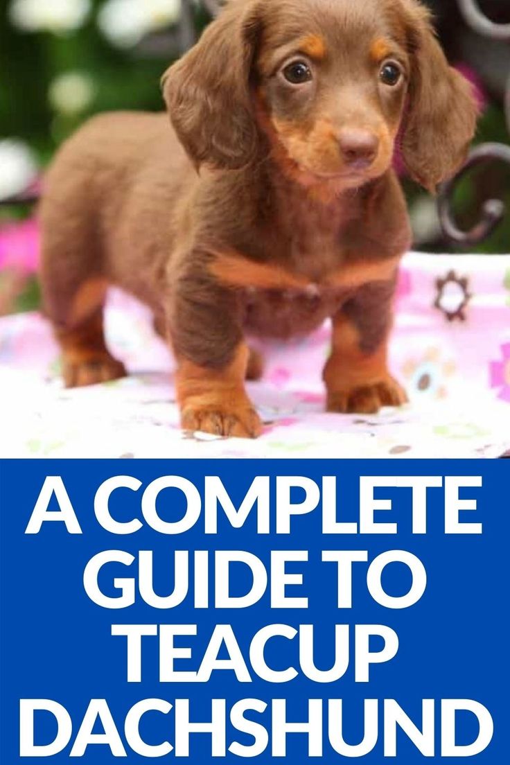 a complete guide to teacup dachshund puppies