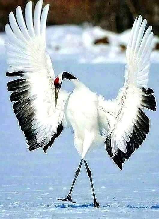 a large white bird with black and red wings is walking in the snow while it's spread its wings